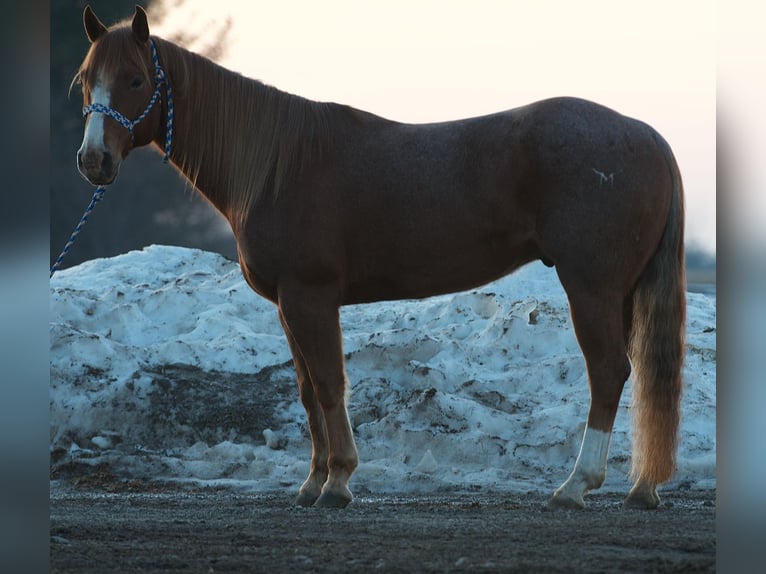 American Quarter Horse Castrone 6 Anni 140 cm Roano rosso in Joy