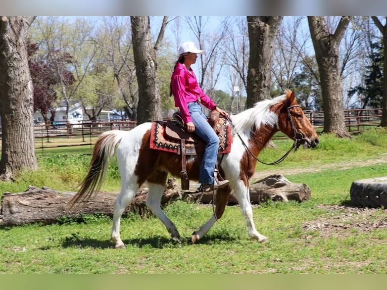 American Quarter Horse Castrone 6 Anni 140 cm Sauro scuro in PLeasant Grove CA