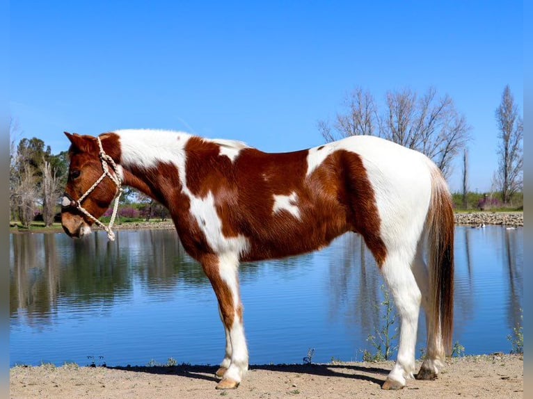 American Quarter Horse Castrone 6 Anni 140 cm Sauro scuro in PLeasant Grove CA