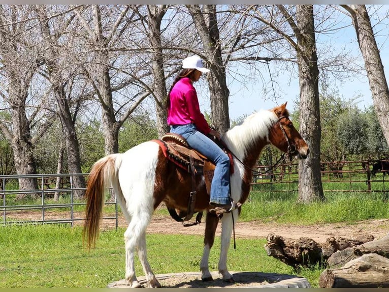 American Quarter Horse Castrone 6 Anni 140 cm Sauro scuro in PLeasant Grove CA