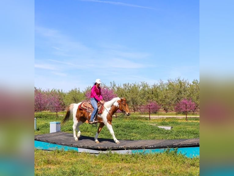 American Quarter Horse Castrone 6 Anni 140 cm Sauro scuro in PLeasant Grove CA