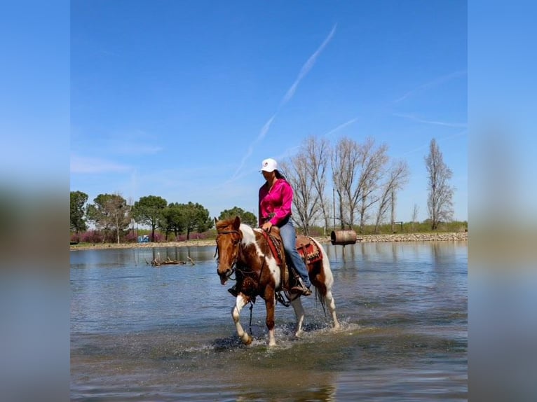 American Quarter Horse Castrone 6 Anni 140 cm Sauro scuro in PLeasant Grove CA