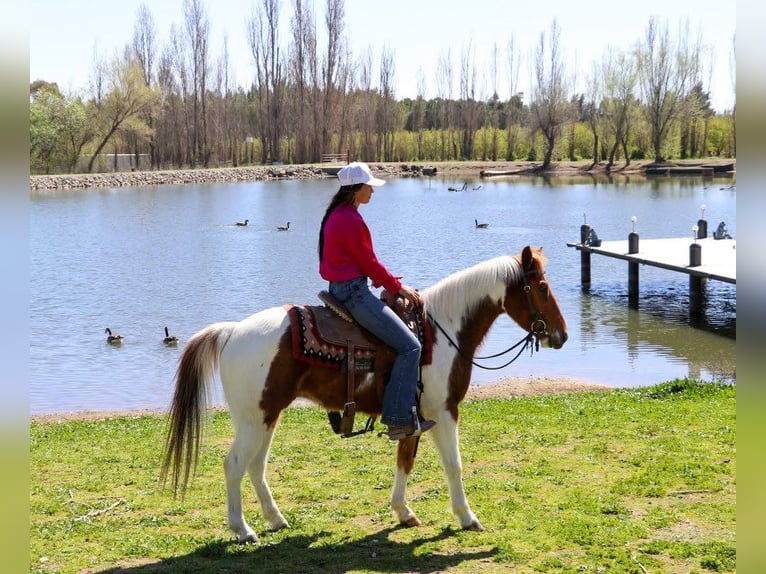 American Quarter Horse Castrone 6 Anni 140 cm Sauro scuro in PLeasant Grove CA