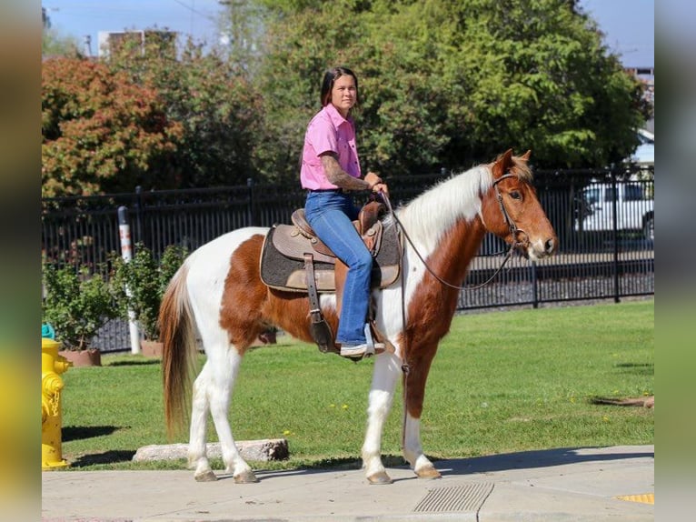 American Quarter Horse Castrone 6 Anni 140 cm Sauro scuro in PLeasant Grove CA