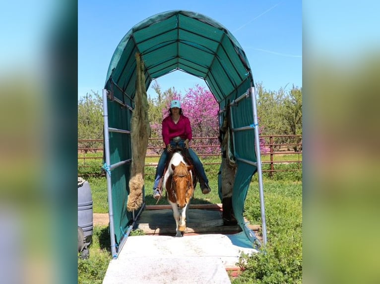 American Quarter Horse Castrone 6 Anni 140 cm Sauro scuro in PLeasant Grove CA