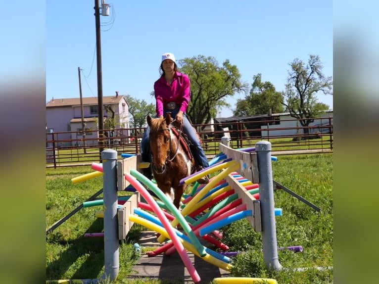 American Quarter Horse Castrone 6 Anni 140 cm Sauro scuro in PLeasant Grove CA