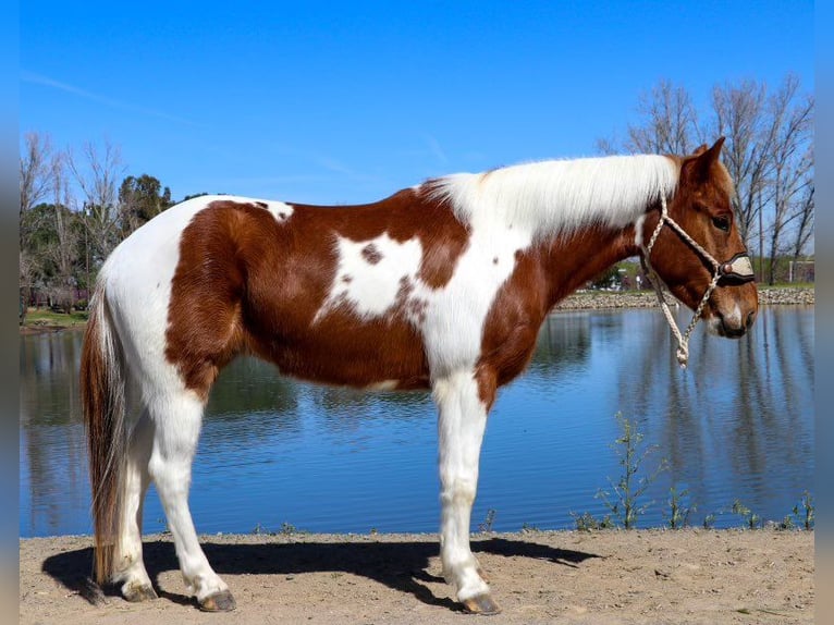 American Quarter Horse Castrone 6 Anni 140 cm Sauro scuro in PLeasant Grove CA