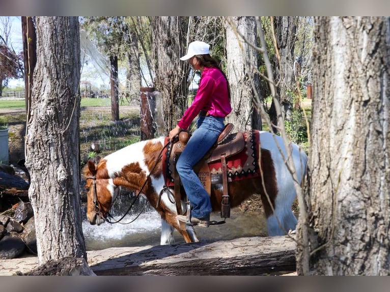 American Quarter Horse Castrone 6 Anni 140 cm Sauro scuro in PLeasant Grove CA