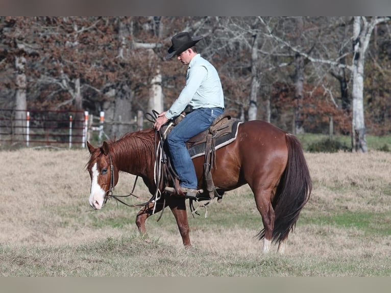 American Quarter Horse Castrone 6 Anni 142 cm Baio in Fort Worth Texas