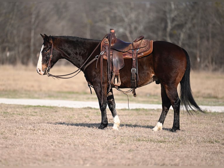 American Quarter Horse Castrone 6 Anni 142 cm Baio ciliegia in Kaufman, TX