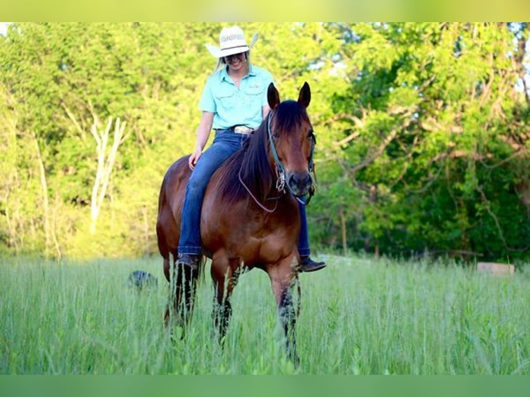 American Quarter Horse Castrone 6 Anni 142 cm Baio ciliegia in Chesterfield