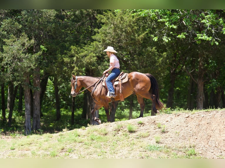 American Quarter Horse Castrone 6 Anni 142 cm Baio ciliegia in Chesterfield