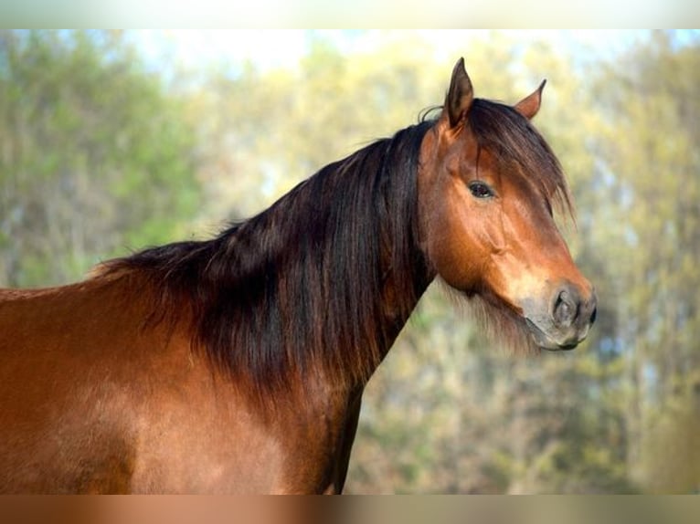 American Quarter Horse Castrone 6 Anni 142 cm Baio ciliegia in Chesterfield