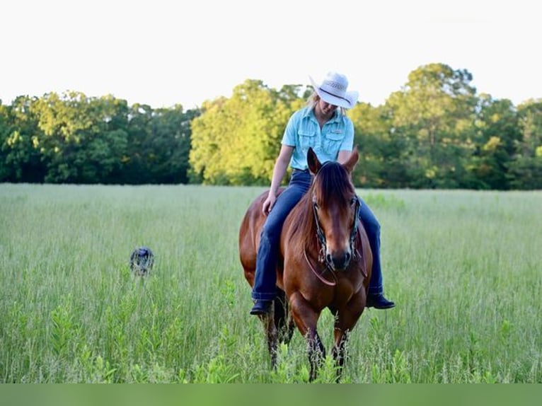 American Quarter Horse Castrone 6 Anni 142 cm Baio ciliegia in Chesterfield