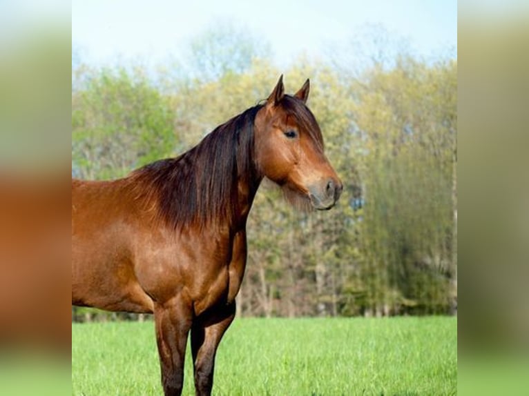 American Quarter Horse Castrone 6 Anni 142 cm Baio ciliegia in Chesterfield