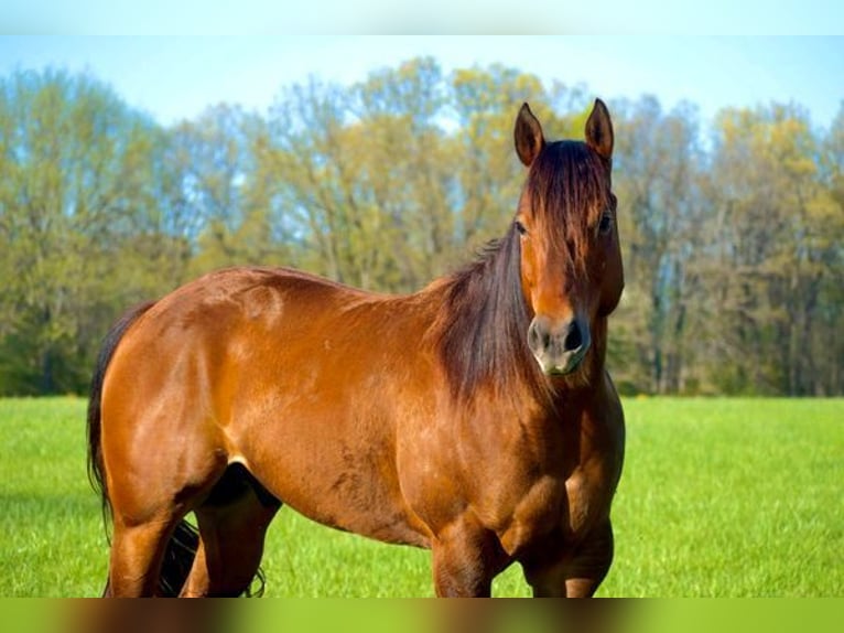 American Quarter Horse Castrone 6 Anni 142 cm Baio ciliegia in Chesterfield