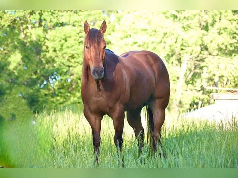 American Quarter Horse Castrone 6 Anni 142 cm Baio ciliegia in Chesterfield