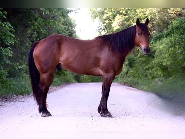 American Quarter Horse Castrone 6 Anni 142 cm Baio ciliegia in Chesterfield