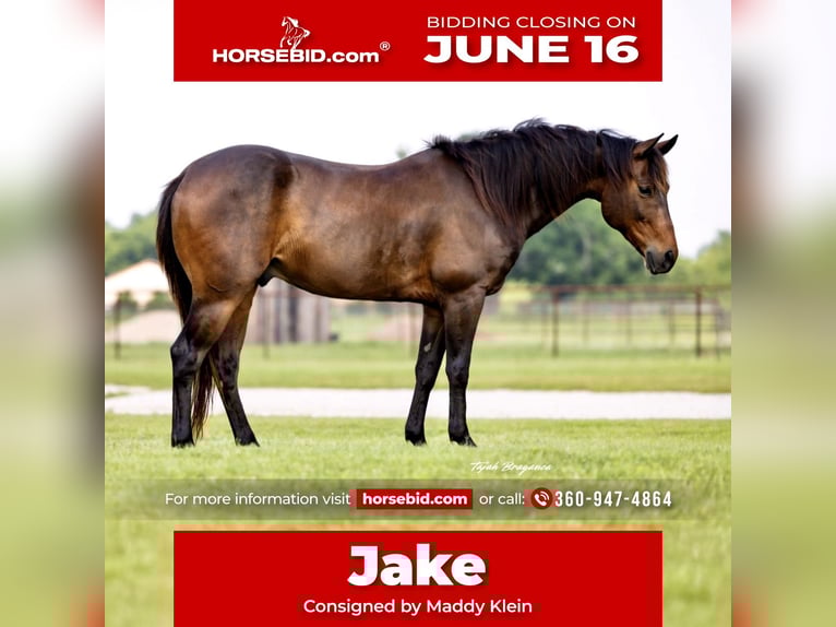 American Quarter Horse Castrone 6 Anni 142 cm Baio ciliegia in Ponder, TX