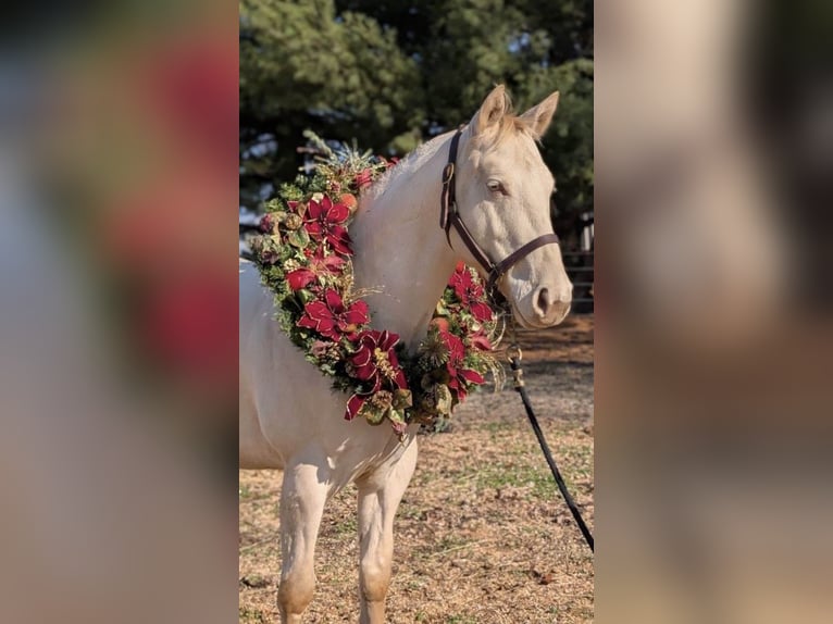American Quarter Horse Castrone 6 Anni 142 cm Bianco in Wellington