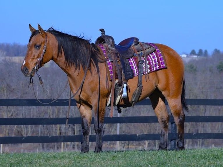 American Quarter Horse Castrone 6 Anni 142 cm Falbo in Fredricksburg OH