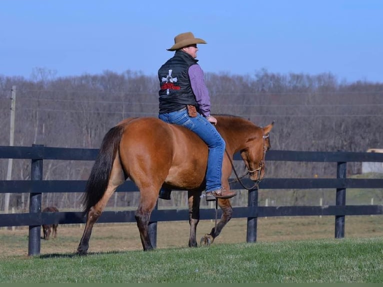 American Quarter Horse Castrone 6 Anni 142 cm Falbo in Fredricksburg OH