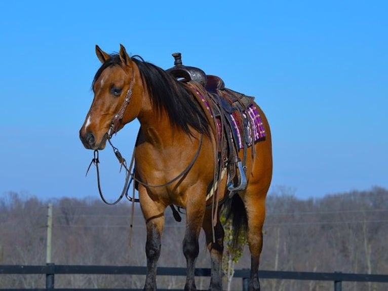 American Quarter Horse Castrone 6 Anni 142 cm Falbo in Fredricksburg OH