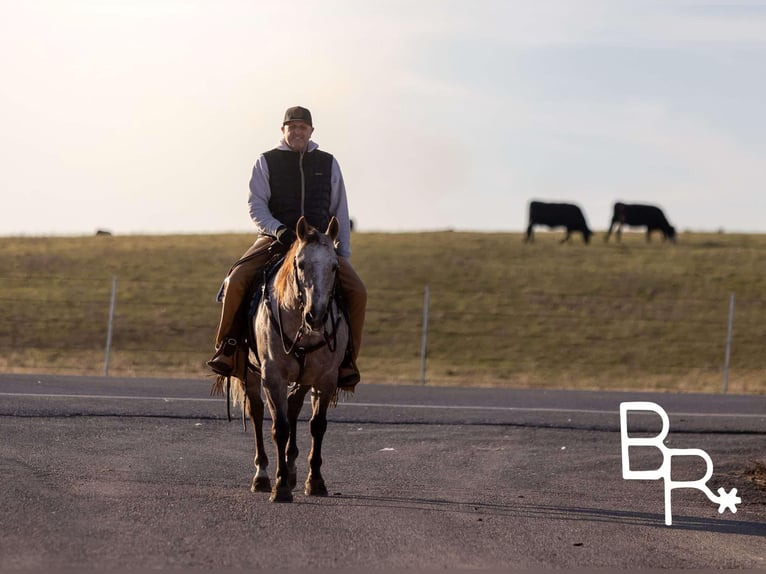 American Quarter Horse Castrone 6 Anni 142 cm Grigio pezzato in Mountain Grove MO