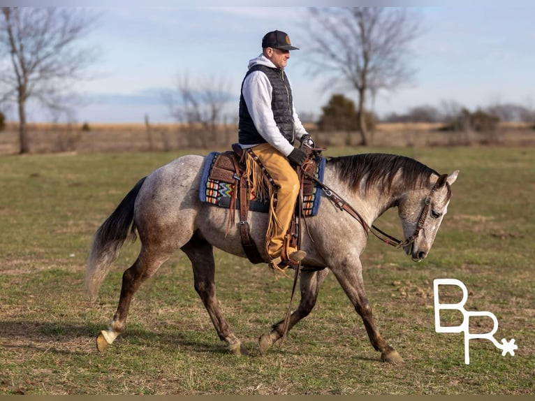 American Quarter Horse Castrone 6 Anni 142 cm Grigio pezzato in Mountain Grove MO