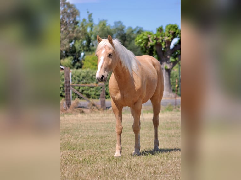 American Quarter Horse Castrone 6 Anni 142 cm Palomino in Atwater