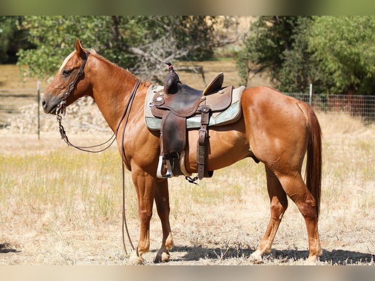 American Quarter Horse Castrone 6 Anni 142 cm Palomino in Valley Springs CA