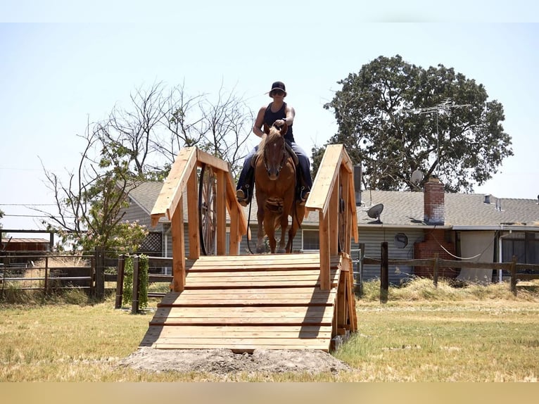 American Quarter Horse Castrone 6 Anni 142 cm Palomino in Valley Springs CA