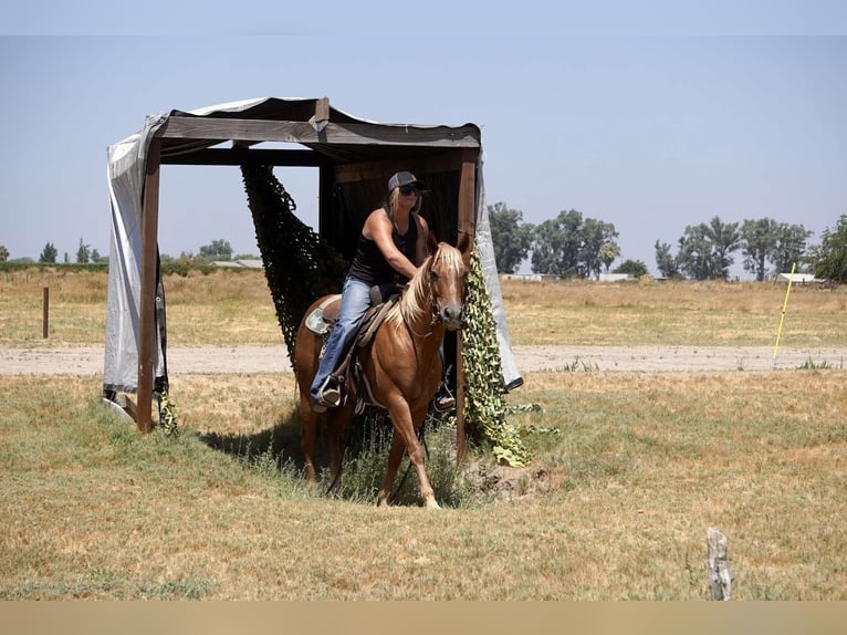 American Quarter Horse Castrone 6 Anni 142 cm Palomino in Valley Springs CA