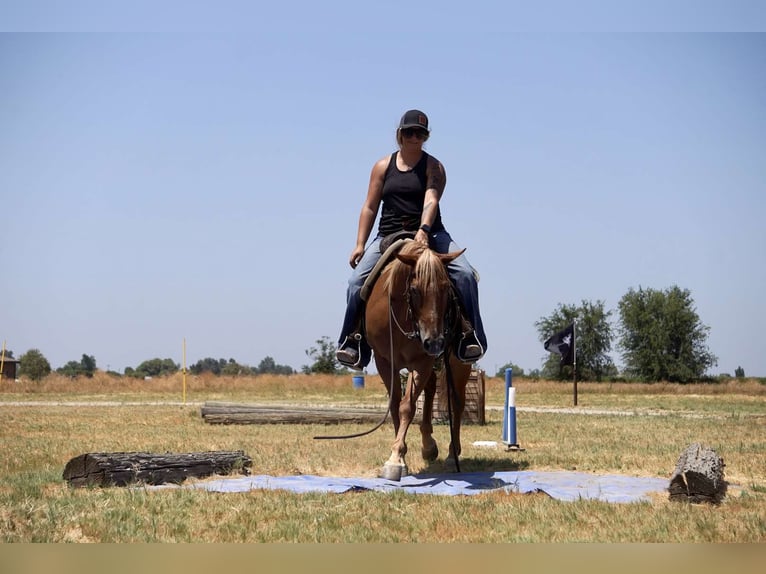 American Quarter Horse Castrone 6 Anni 142 cm Palomino in Valley Springs CA