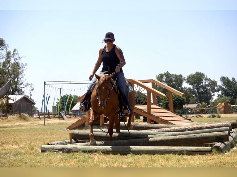 American Quarter Horse Castrone 6 Anni 142 cm Palomino in Valley Springs CA