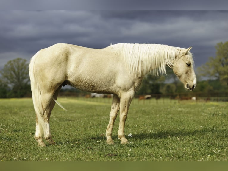American Quarter Horse Castrone 6 Anni 142 cm Palomino in Herrick