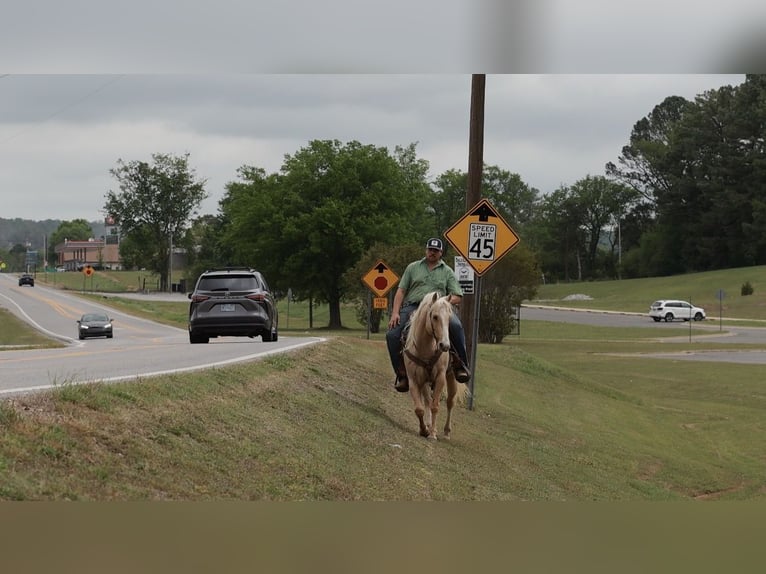 American Quarter Horse Castrone 6 Anni 142 cm Palomino in Herrick