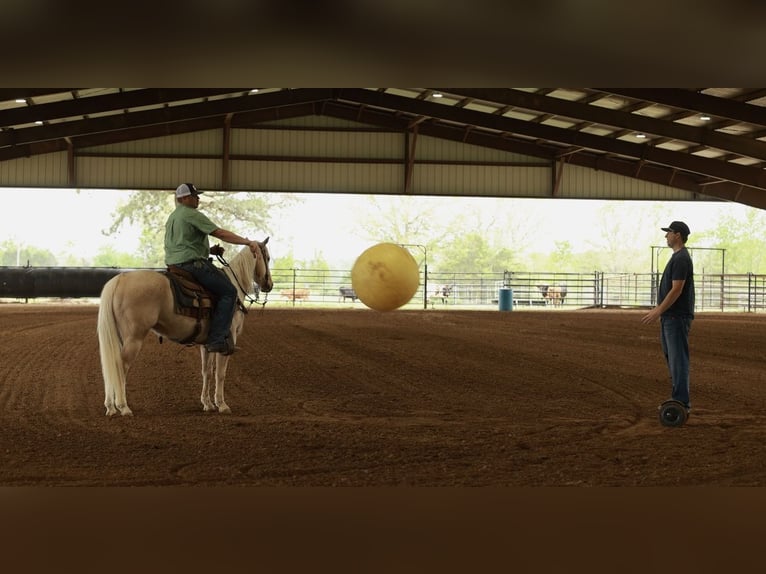 American Quarter Horse Castrone 6 Anni 142 cm Palomino in Herrick
