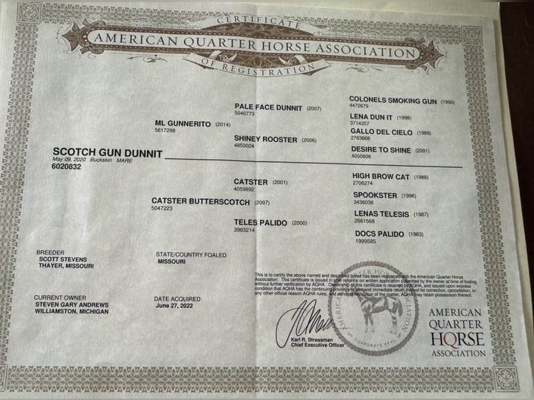 American Quarter Horse Castrone 6 Anni 142 cm Pelle di daino in Brooklyn NY