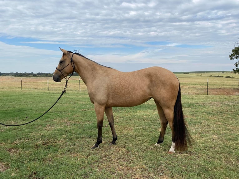 American Quarter Horse Castrone 6 Anni 142 cm Pelle di daino in Rising Star, TX
