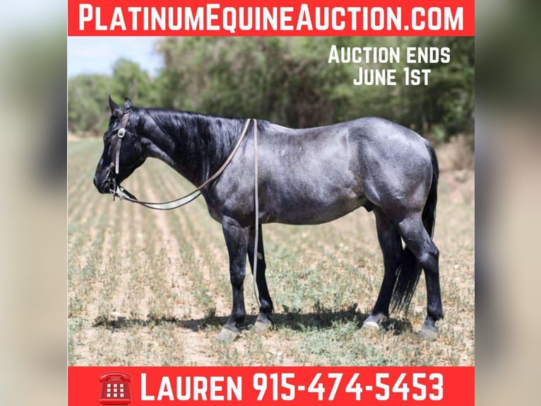 American Quarter Horse Castrone 6 Anni 142 cm Roano blu in EL Paso TX