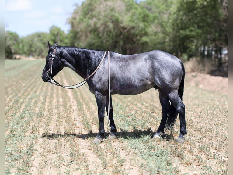 American Quarter Horse Castrone 6 Anni 142 cm Roano blu in EL Paso TX