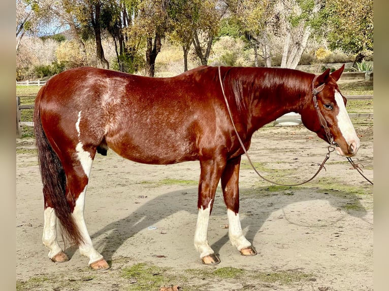 American Quarter Horse Castrone 6 Anni 142 cm Roano rosso in Paicines, CA