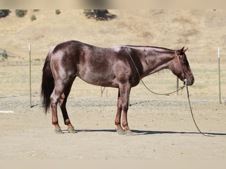 American Quarter Horse Castrone 6 Anni 142 cm Roano rosso in Paicines, CA