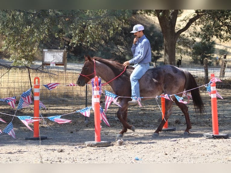 American Quarter Horse Castrone 6 Anni 142 cm Roano rosso in Paicines, CA