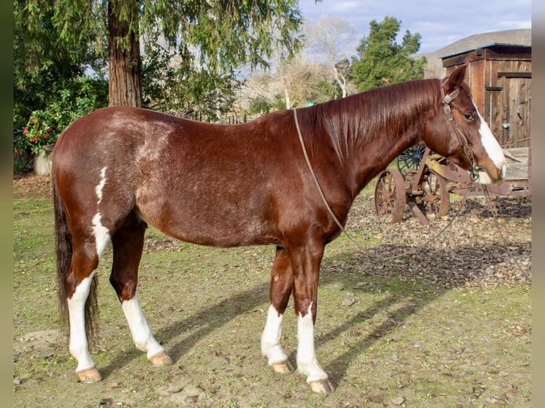 American Quarter Horse Castrone 6 Anni 142 cm Roano rosso in Paicines, CA