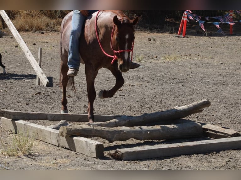 American Quarter Horse Castrone 6 Anni 142 cm Roano rosso in Paicines, CA