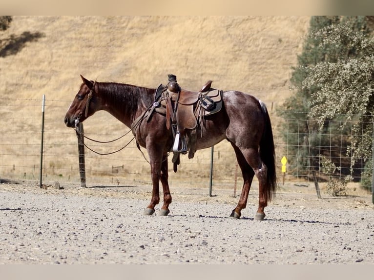 American Quarter Horse Castrone 6 Anni 142 cm Roano rosso in Paicines, CA