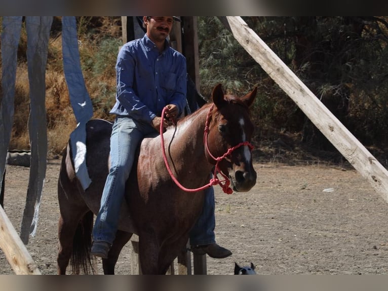 American Quarter Horse Castrone 6 Anni 142 cm Roano rosso in Paicines, CA