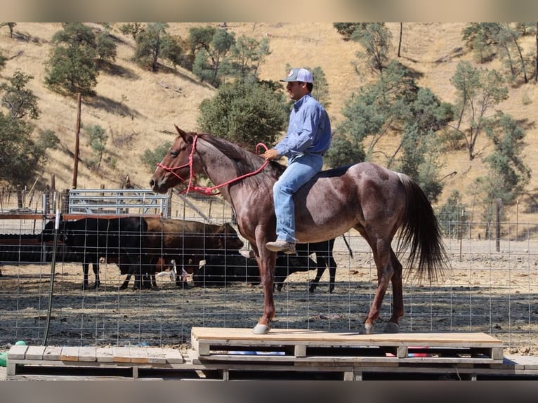 American Quarter Horse Castrone 6 Anni 142 cm Roano rosso in Paicines, CA